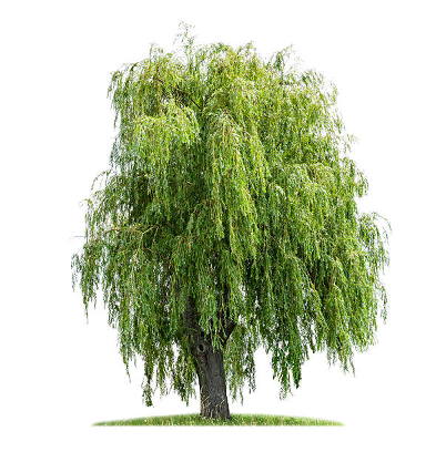 Aspirin toxicity willow tree acmt