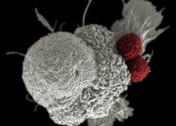 O nouă modalitate de a stimula în siguranță celulele imunitare pentru a lupta împotriva cancerului, reușită de oamenii de știință