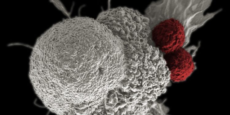O nouă modalitate de a stimula în siguranță celulele imunitare pentru a lupta împotriva cancerului, reușită de oamenii de știință